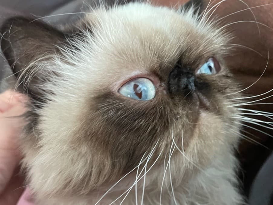 Owlie - Himalayan | Petmeetly