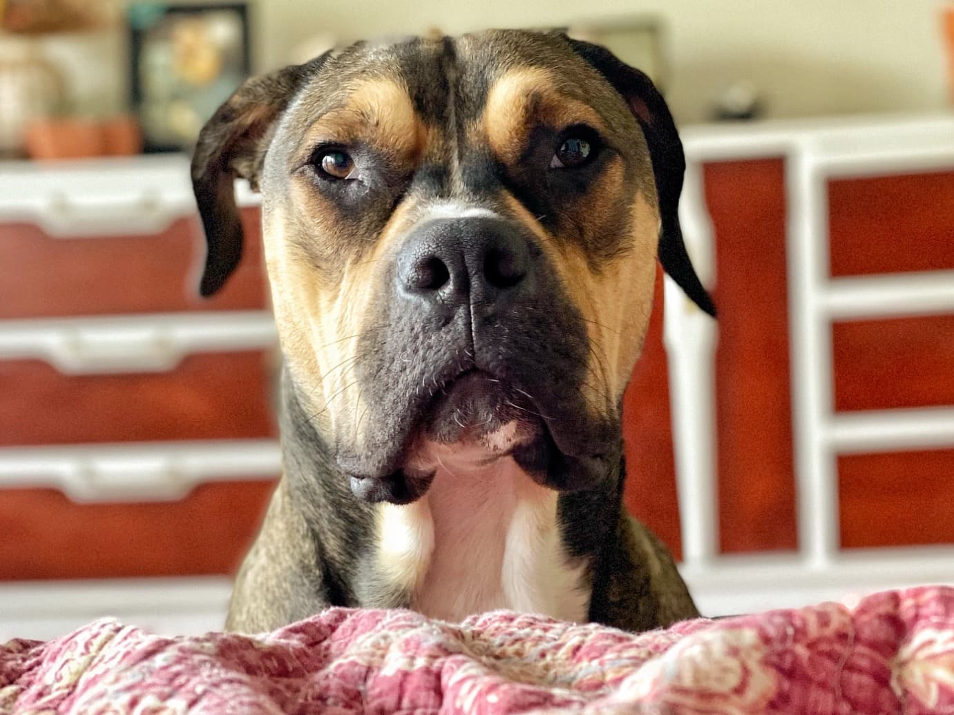 American Bully 6 years old male large named pico for breeding in Austin, Texas | Petmeetly