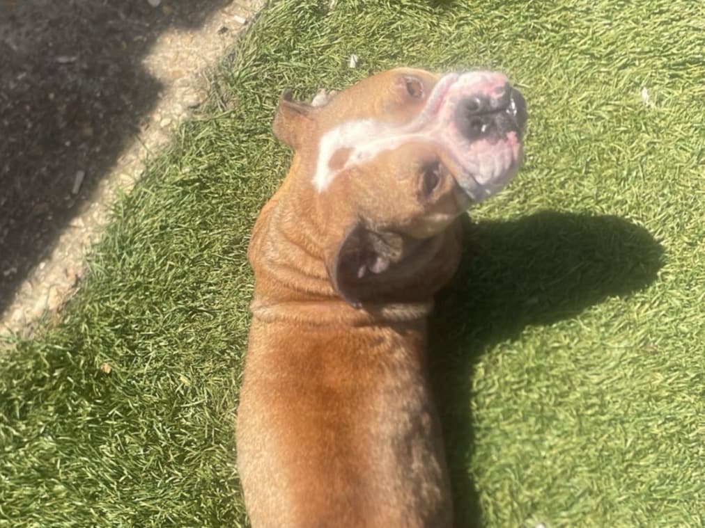 Old English Bulldog 4 years 3 months old female medium named narla for breeding in Norfolk, England | Petmeetly