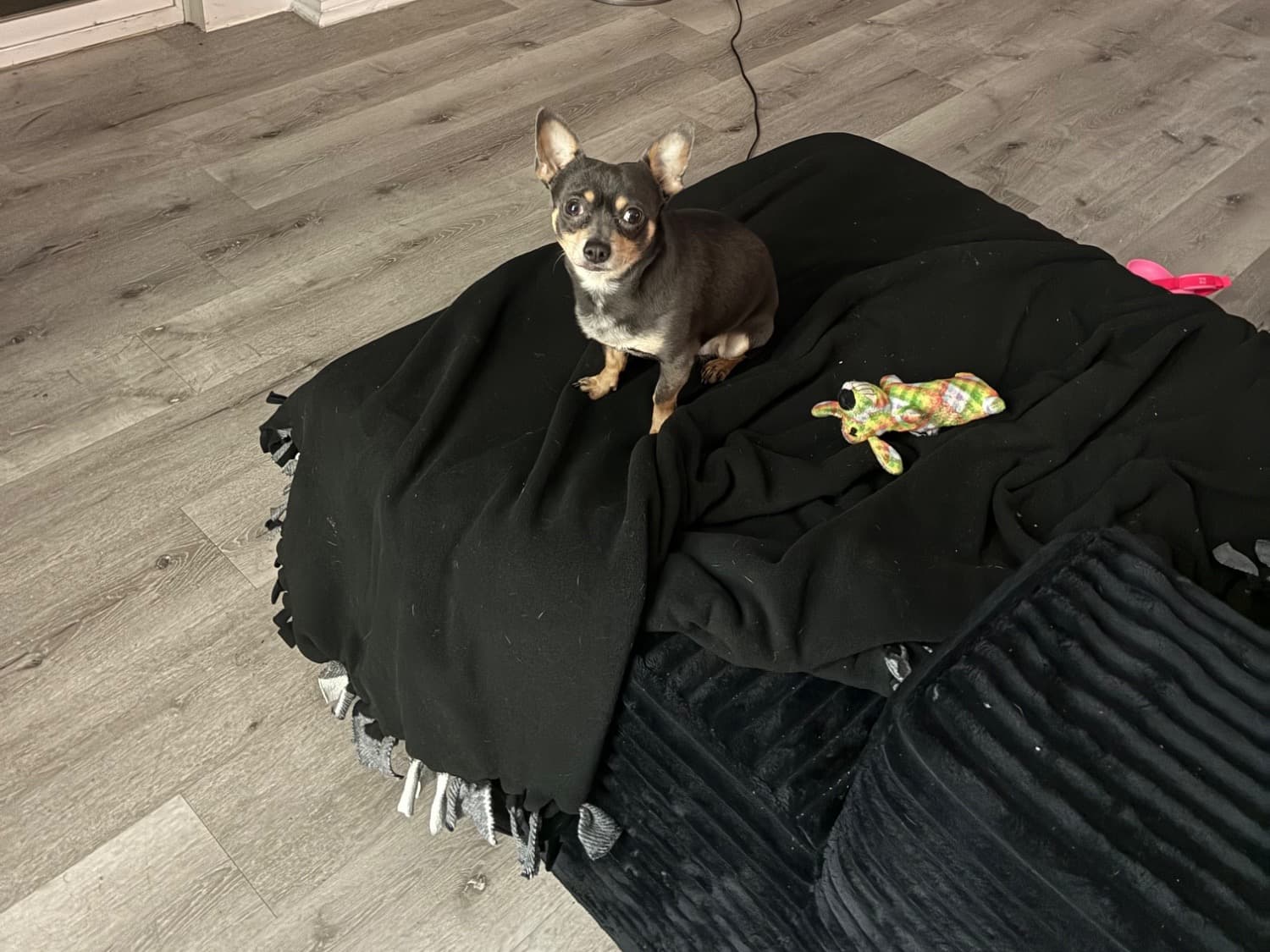 Chihuahua 4 years old male small named Spencer for breeding in Dallas, Texas | Petmeetly
