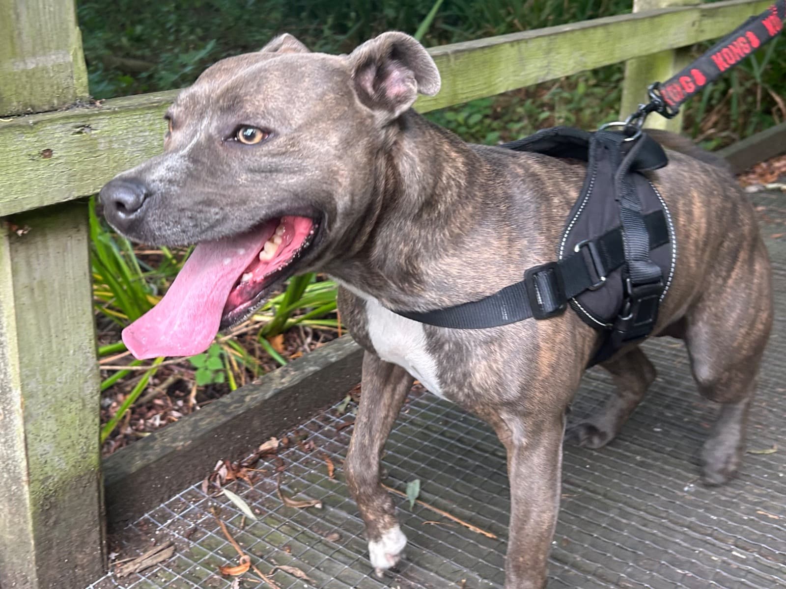 American Staffordshire Terrier 3 years old male medium named Vinny for breeding in Wrexham, Wales | Petmeetly