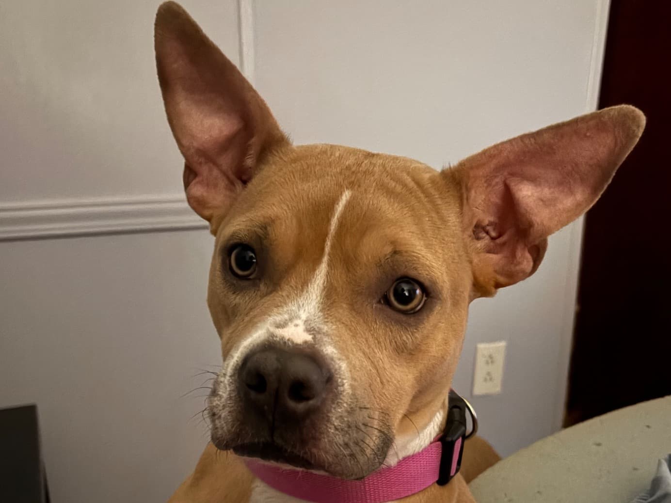 American PitBull Terrier 3 years old female medium named Skye for breeding in Albany, Georgia | Petmeetly