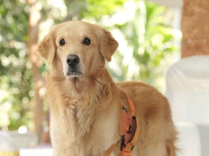 Golden Retriever 6 years old male large named Toffee for breeding in Chennai, Tamil Nadu | Petmeetly