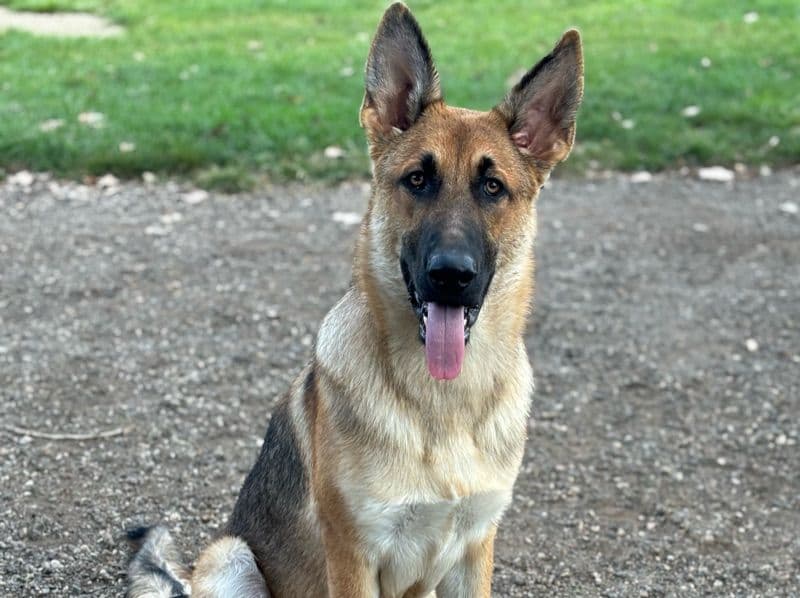 German Shepherd 1 year 11 months old male extra large named Hades for breeding in Kalamazoo County, Michigan | Petmeetly