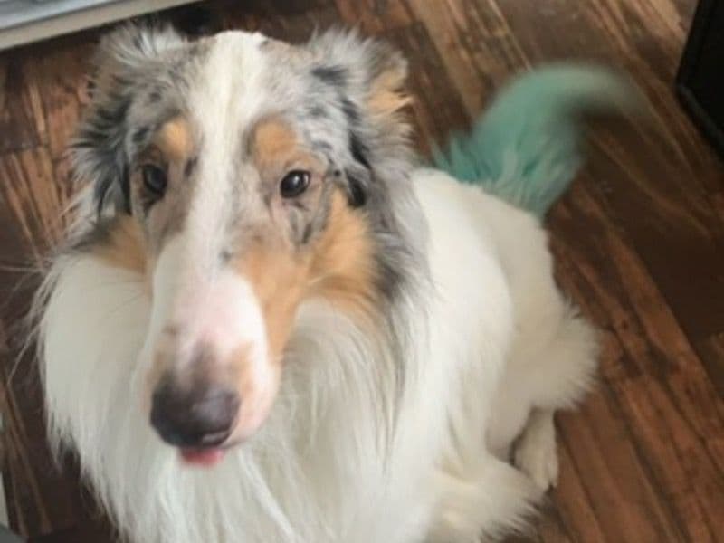 Rough Collie 5 years 5 months old male large named Rio for breeding in Schuylkill County, Pennsylvania | Petmeetly
