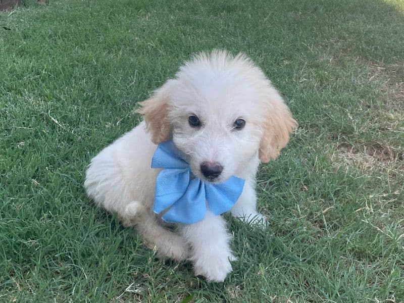 Dream - Poodle | Petmeetly