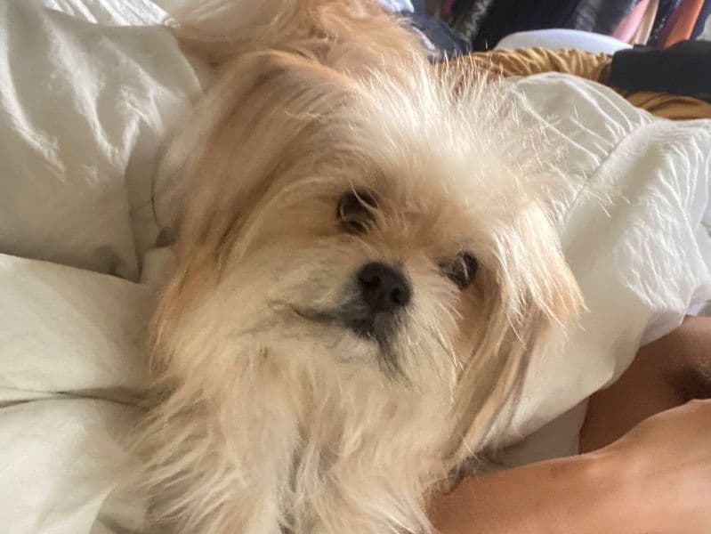 Coton de Tulear 1 year 11 months old male small named Mojo for breeding in Los Angeles County, California | Petmeetly