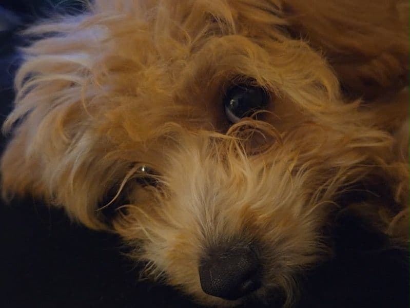 Maltipoo 4 months old female small named Izzy for sale in Trenton, Missouri | Petmeetly