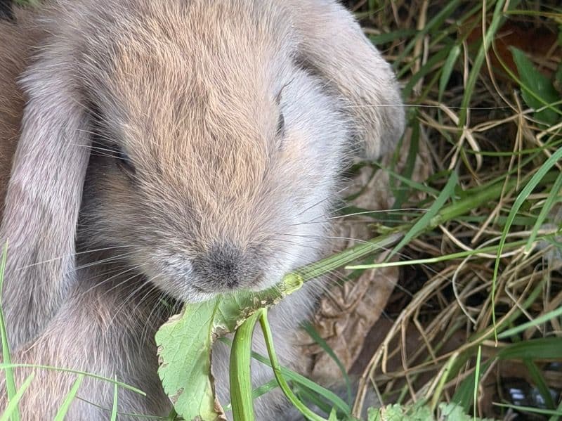 Rabbits - Holland Lop | Petmeetly