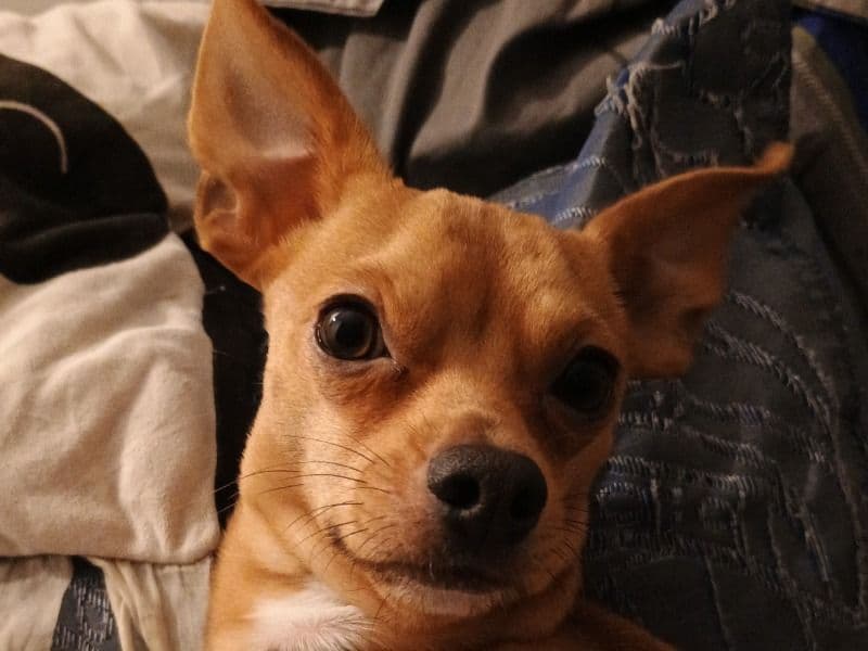 Chihuahua 1 year 7 months old male small named King for breeding in Kershaw County, South Carolina | Petmeetly