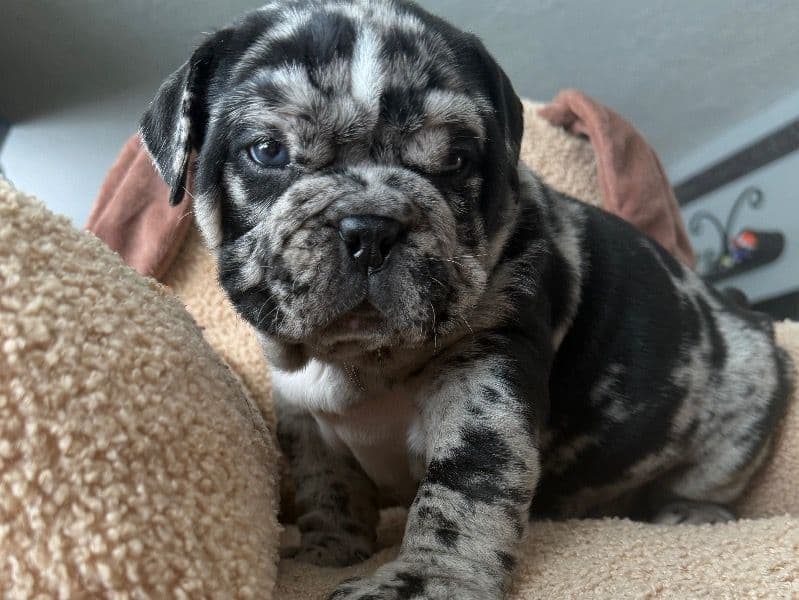Old English Bulldog 1 month old female medium named Stella for sale in Lapeer County, Michigan | Petmeetly