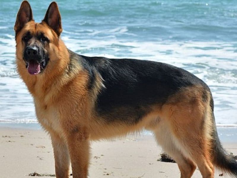 German Shepherd 5 years 2 months old male medium named Tison for breeding in Hillsborough County, Florida | Petmeetly