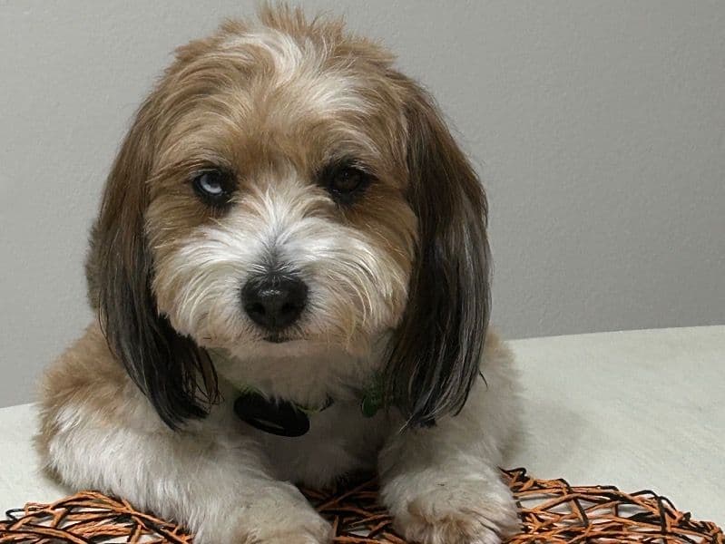 Aussiedoodle 4 years 1 month old male small named Lupito for breeding in Seminole County, Florida | Petmeetly