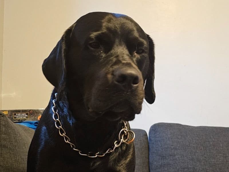 Fox Red Labrador 3 years 4 months old male large named Hades for breeding in Wellington County, Ontario | Petmeetly