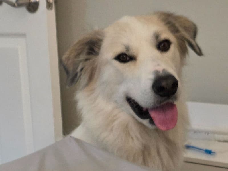 Great Pyrenees 3 years 11 months old female extra large named Panda for breeding in Orange County, California | Petmeetly