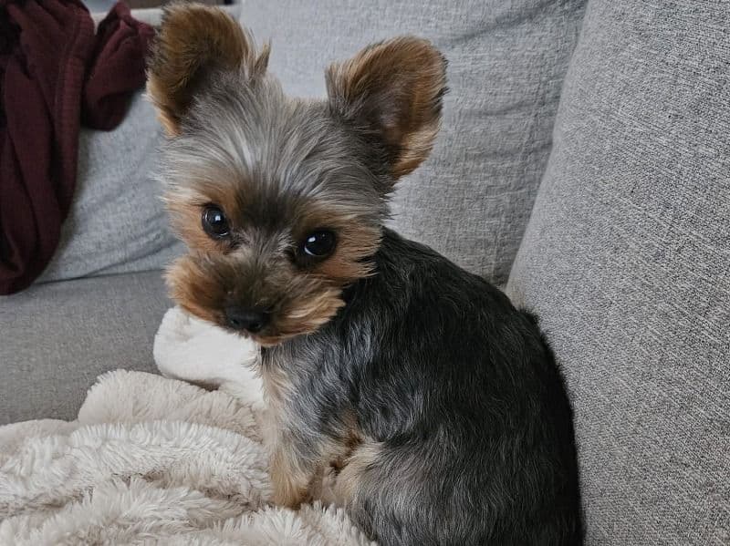 Cookie primary photo