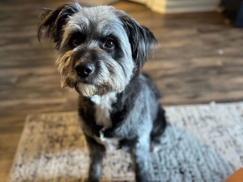 Border Aussie 4 years 9 months old female medium named Kali for sale in Durham County, North Carolina | Petmeetly