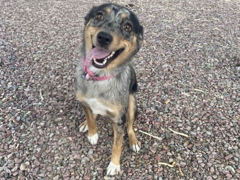 Australian Shepherd 11 months old female medium named Bella for sale in Pinal County, Arizona | Petmeetly