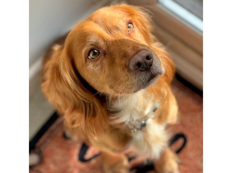 Working Cocker Spaniel 9 years 3 months old male medium named Buddy for breeding in Cornwall, England | Petmeetly