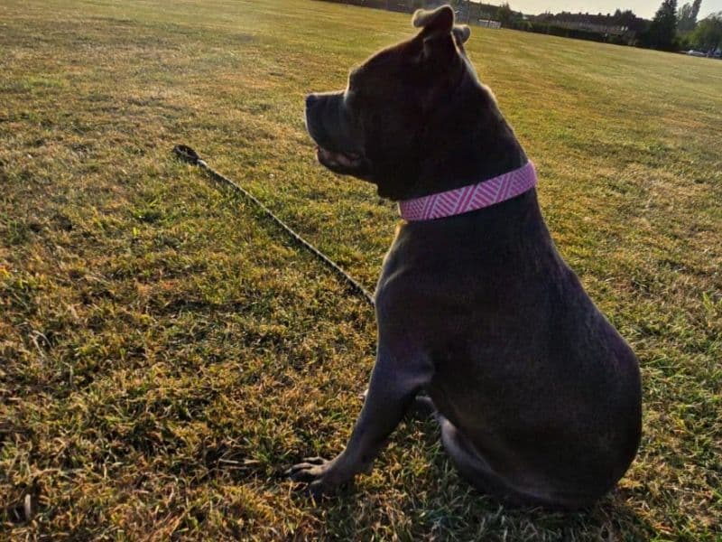 Staffordshire Bull Terrier 1 year 9 months old female medium named Misty for breeding in Leicestershire, England | Petmeetly