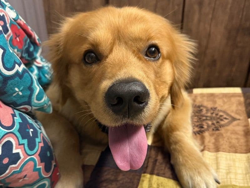 English Golden Retriever 3 years 4 months old male large named Buddy for breeding in Meerut Division, Uttar Pradesh | Petmeetly