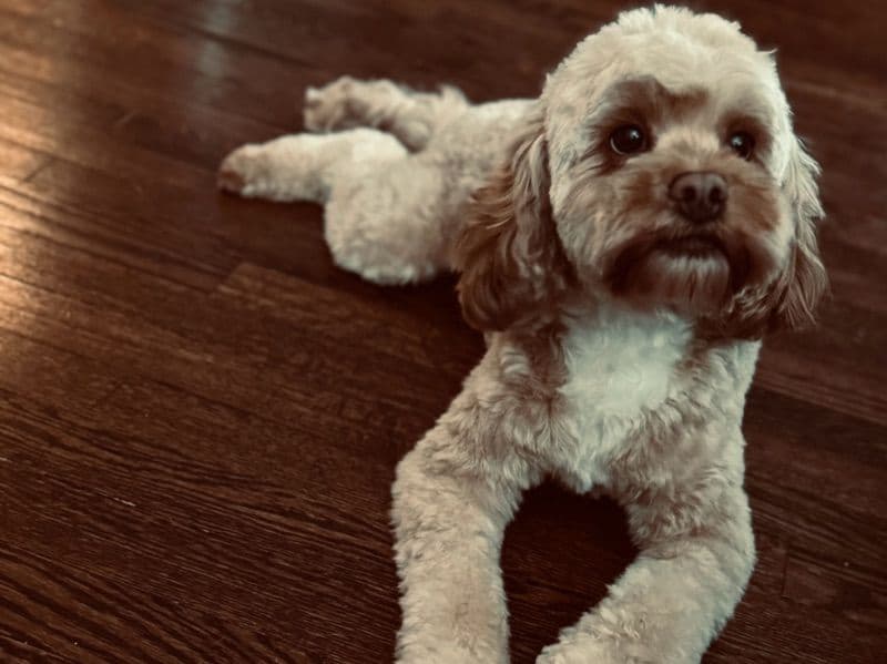 Cockapoo 3 years 6 months old female medium named Sage for breeding in Oakland County, Michigan | Petmeetly