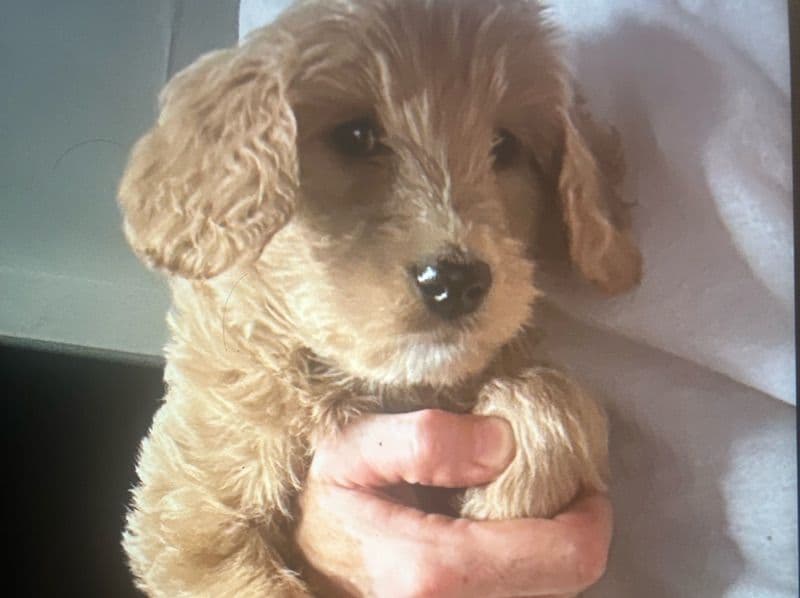 Chanel - Goldendoodle | Petmeetly