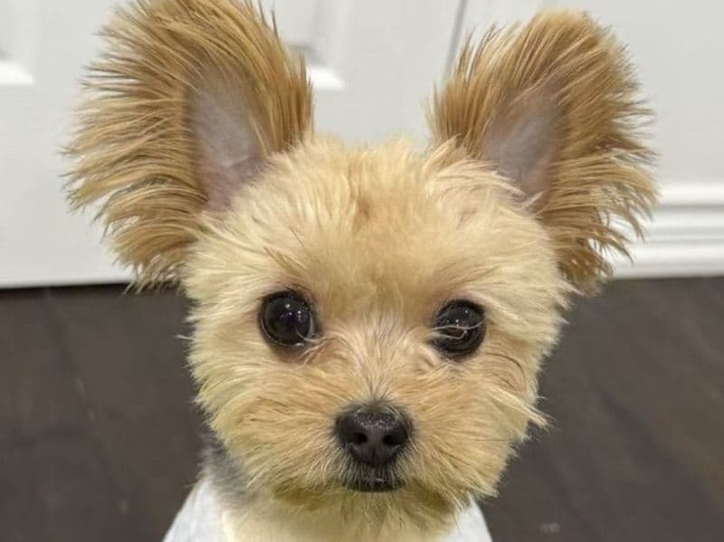 Pomeranian 3 years 4 months old male small named Rolex for breeding in Toronto, Ontario | Petmeetly