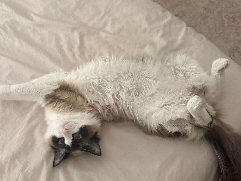 Ragdoll 1 year 9 months old female named Sushi for breeding in Edinburgh, Scotland | Petmeetly