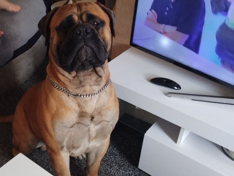 Bullmastiff 1 year 8 months old male extra large named Bear for breeding in Greater Manchester, England | Petmeetly