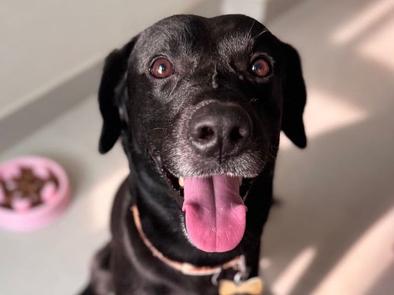 English Labrador Retriever 5 years 6 months old male medium named Boomer for breeding in Konkan Division, Maharashtra | Petmeetly