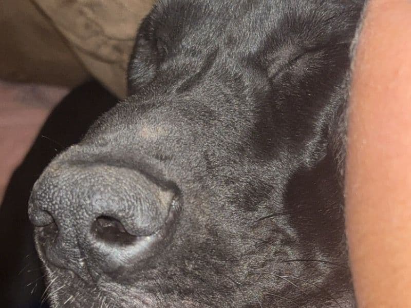 Great Dane 1 year old female large named Nyx for sale in Burnet, Texas | Petmeetly