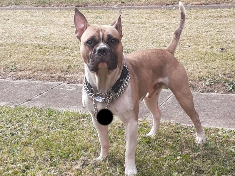 American Staffordshire Terrier 1 year 6 months old male medium named Marley for breeding in Lancashire, England | Petmeetly