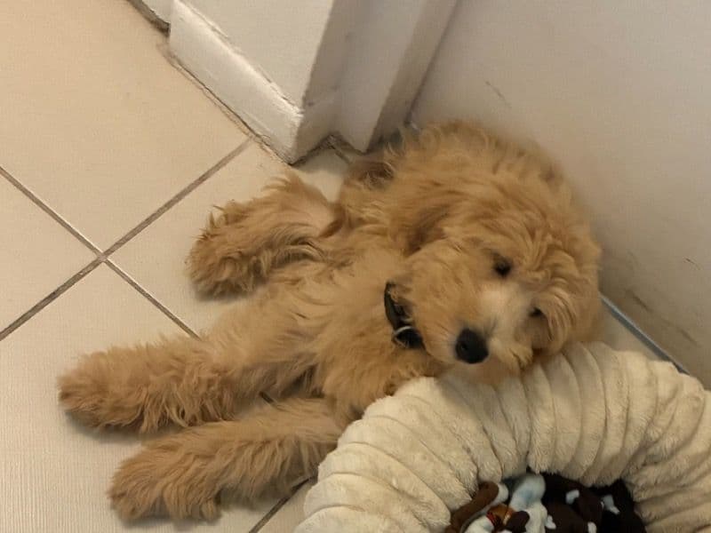 Goldendoodle 6 months old male medium named London for breeding in Broward County, Florida | Petmeetly