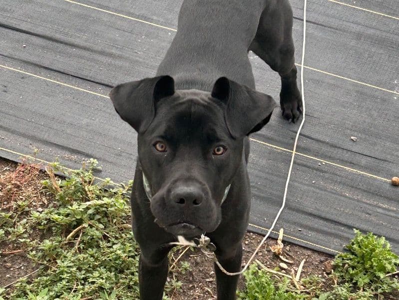 Labrador Retriever 1 year 5 months old male large named Ace for sale in Cass County, North Dakota | Petmeetly
