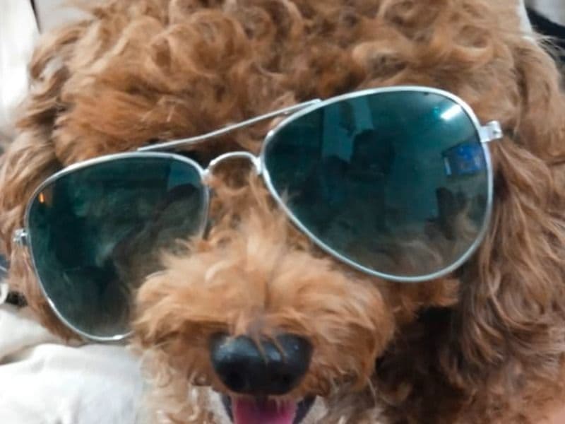 Toy Poodle 3 years 5 months old female medium named Muffy for breeding in Chennai, Tamil Nadu | Petmeetly