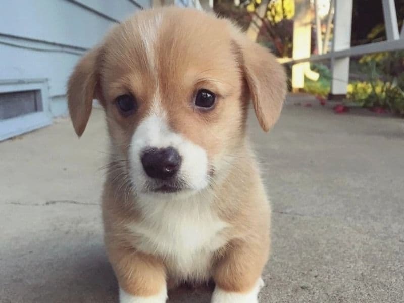 Corgi 8 months old female small named Milo for adoption in Fremont, California | Petmeetly