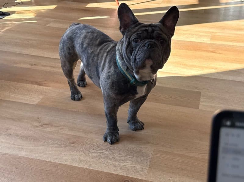 French Bulldog 2 years old male medium named Dice for breeding in Washington, District of Columbia | Petmeetly
