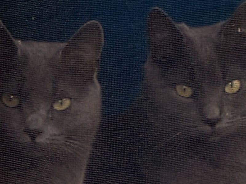 Russian Blue 2 years old female named Dani & Krissy for breeding in Marin County, California | Petmeetly