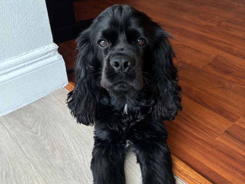 American Cocker Spaniel 1 year 4 months old male medium named Tito for breeding in Miami-Dade County, Florida | Petmeetly