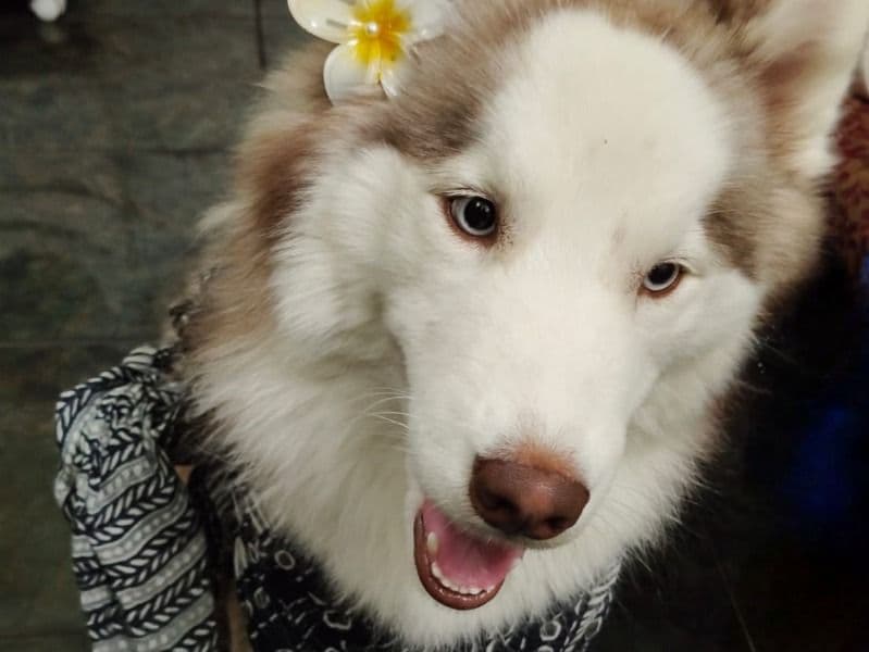Huskydoodle 1 year 10 months old male medium named Caesar for breeding in Bangalore Division, Karnataka | Petmeetly