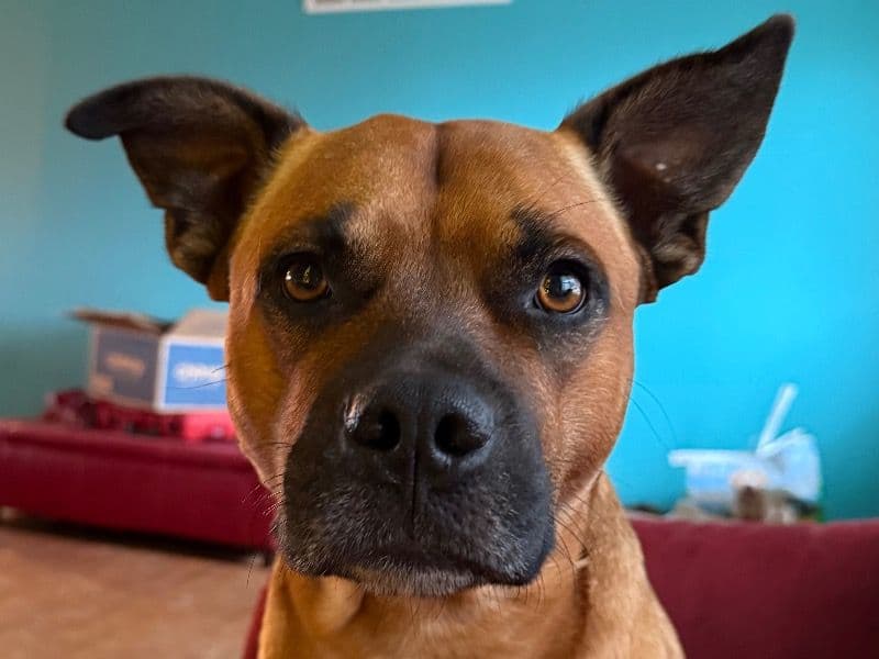 American Bully 2 years 2 months old male medium named Thor for breeding in Grant County, Kentucky | Petmeetly