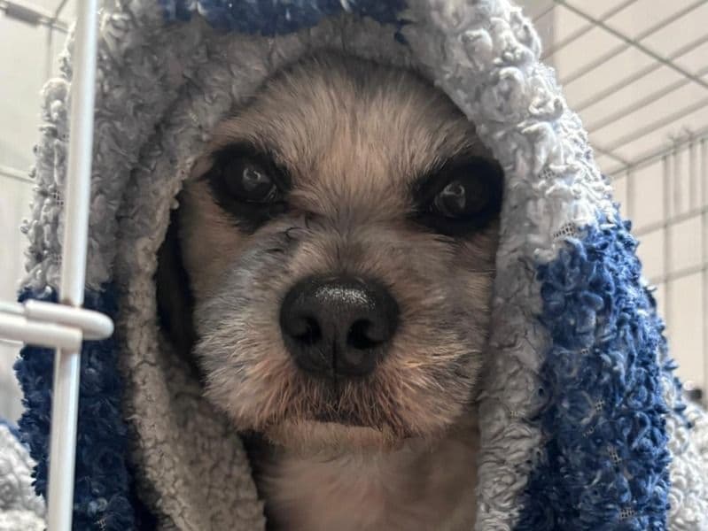 Bichon Frise 9 years 9 months old male small named Ezko for breeding in West Midlands, England | Petmeetly