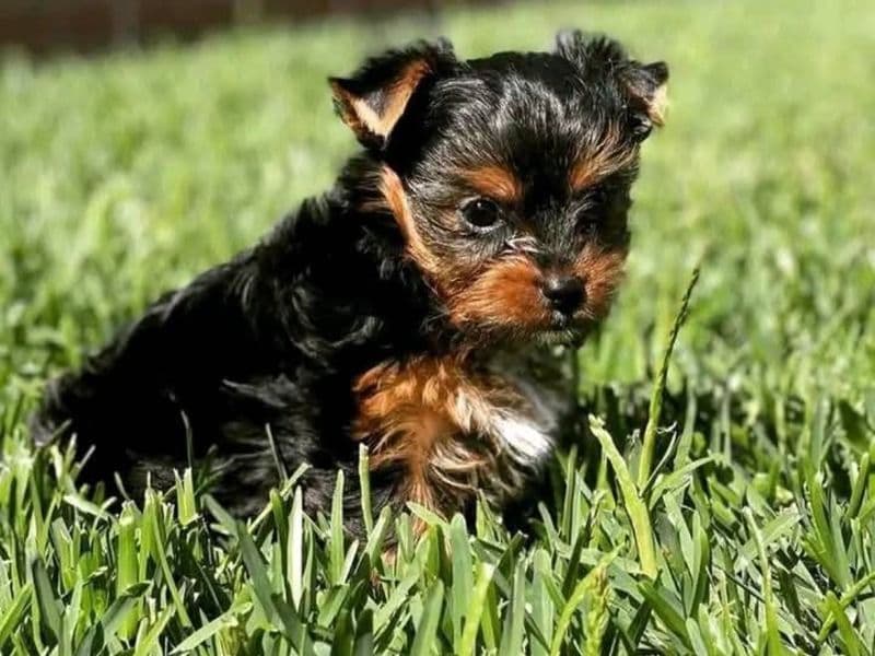 Petty - Yorkie Russell | Petmeetly