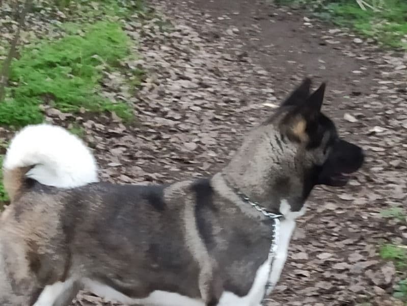 American Akita 2 years old female medium named Narla for breeding in Greater London, England | Petmeetly