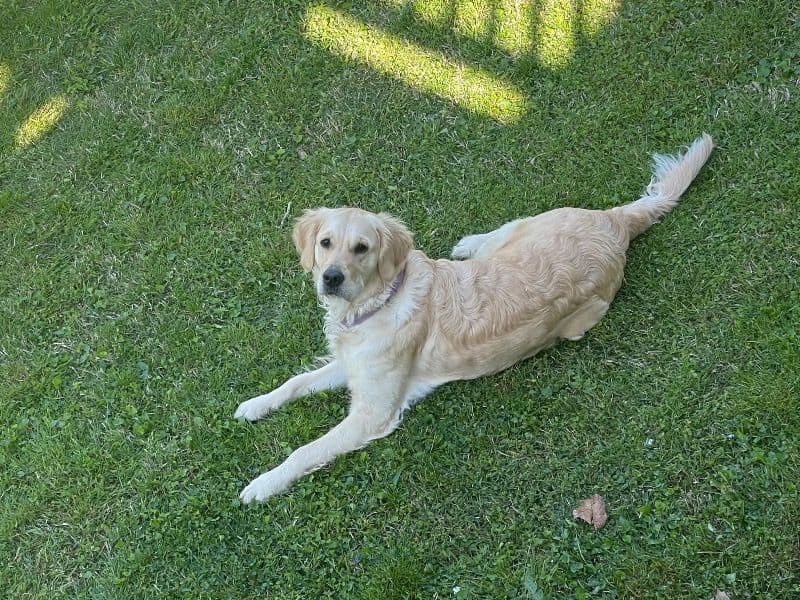 English Golden Retriever 1 year 10 months old female large named Hazel for breeding in Catoosa County, Georgia | Petmeetly