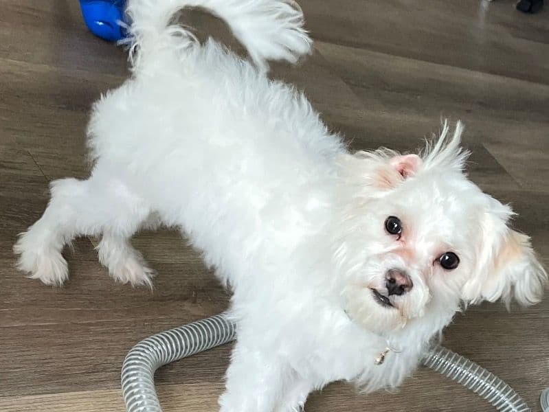 Maltese 1 year 3 months old male medium named Kevin for breeding in San Bernardino County, California | Petmeetly