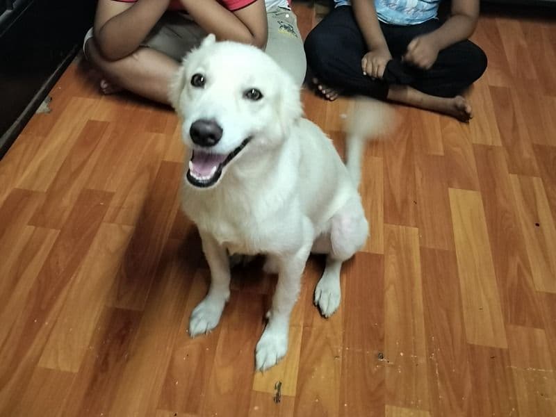 Spitz 3 years 10 months old male medium named Jack for breeding in Konkan Division, Maharashtra | Petmeetly