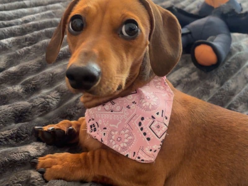Miniature Dachshund 2 years old female small named Judy for breeding in Renfrewshire, Scotland | Petmeetly