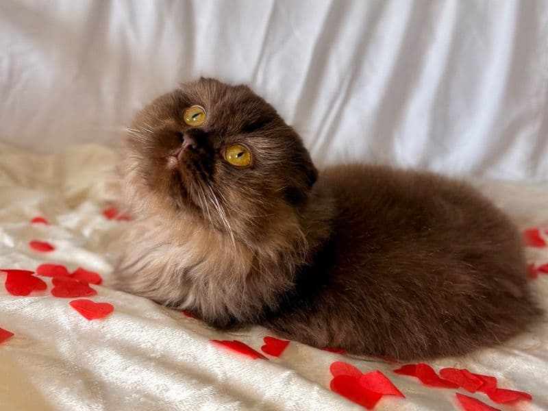 Scottish Fold 8 months old female named Teddy for breeding in Dungarvan, County Waterford | Petmeetly